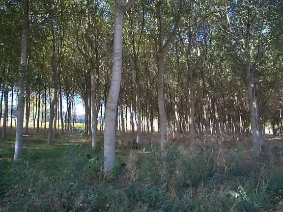 Burgos To Hornillos Del Camino Forest Burgos to Hornillos Del Camino Forest