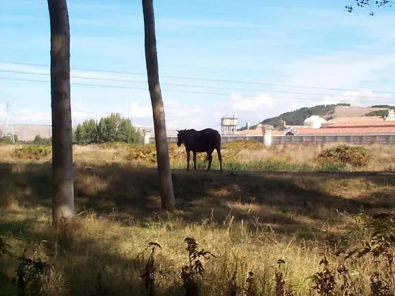 Burgos To Hornillos Del Camino Horse burgos to hornillos del camino