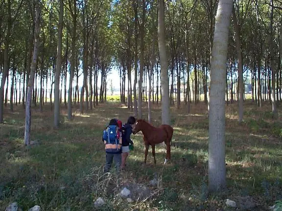 The young horse - burgos to hornillos del camino