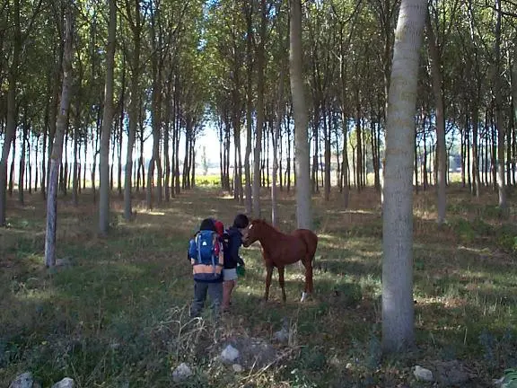Burgos To Hornillos Del Camino The young horse - burgos to hornillos del camino