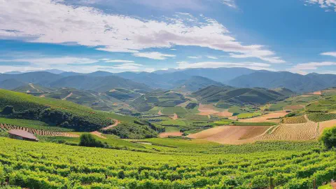Panoramic Vineyard Views Of El Bierzo Spain On A Sunny Day Panoramic vineyard views of El Bierzo Spain on a sunny day