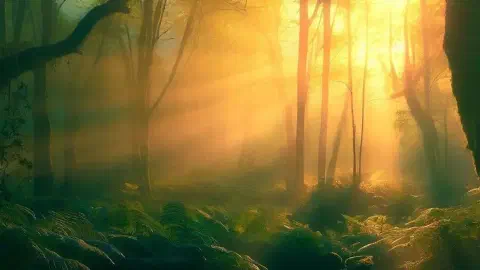 Sunrise In The Forest At Parque Natural Sunrise In The Forest At Parque Natural De Las Fragas Do Eume Spain