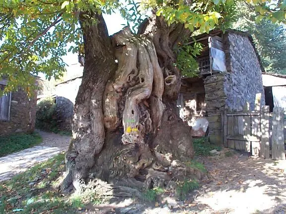 Hospital Da Condesa to Calvor Gnarly Tree