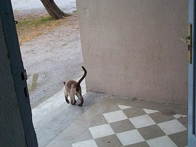 The resident cat at Zubiri Albergues, Camino Frances